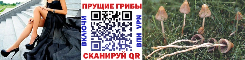 Псилоцибиновые грибы Psilocybine cubensis закладка ОМГ ОМГ рабочий сайт Славск